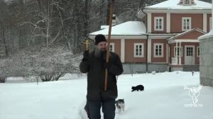 Кошки скита Оптиной пустыни принимают участие в Крестном ходе.