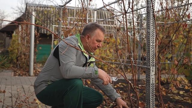 Как обрезать плодоносящий куст винограда осенью смотреть онлайн