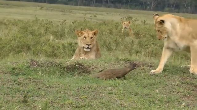 Учитесь защищать свой дом смотреть онлайн