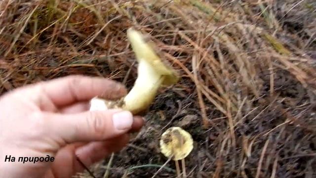 Сбор грибов в ноябре. Собираем зеленушки