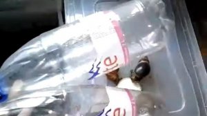 УТЕПЛЯЮ  УЛИТОК!!!  КАК УТЕПЛИТЬ  АХАТИН!!!!