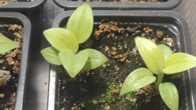 Как выглядят сеянцы хосты dancing Queen в полгода смотреть онлайн