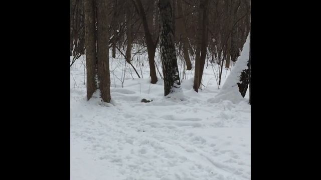Из жизни белки. Белка прыгает с дерева на дерево и ест из кормушки//From the life of a squirrel смотреть онлайн