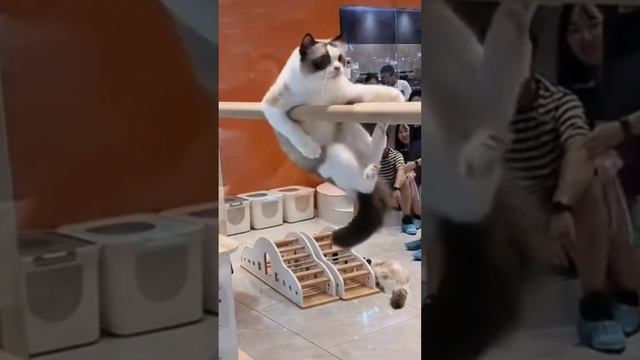 Самые смешные животные!Приколы с котами и собаками!Всем миллион улыбок! Всем веселья! Всем добра! смотреть онлайн