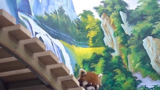 【red panda】What is it like to be stared at by a group of red pandas? смотреть онлайн
