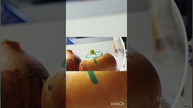как растёт лук за 4 дня? смотреть онлайн