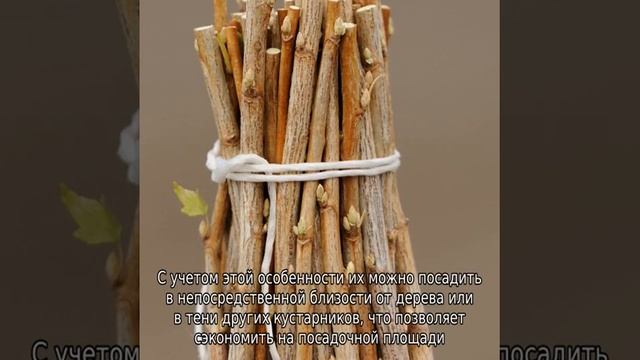 Смородина Валовая смотреть онлайн