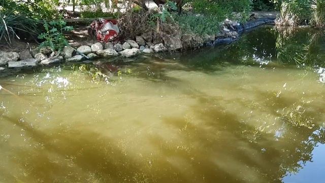 Пруд из плёнки, итог.