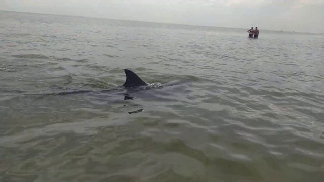 Плаваем с Дельфинами в Витязево смотреть онлайн