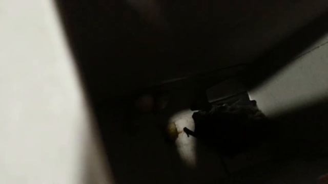 В Заречном жители многоэтажки под НГ обнаружили в квартире летучую мышь смотреть онлайн
