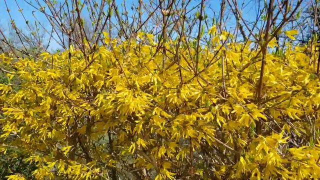 ФОРЦИЗИЯ ЦВЕТУЩИй КУСТАРНИК! Самый ПЕРВЫЙ ЦВЕТЕТ в САДУ! ТопСад смотреть онлайн