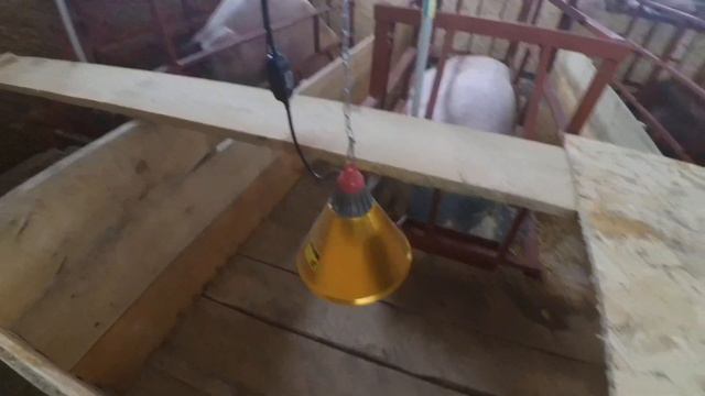 Самодельные станки для опороса. Клетки для поросят. Машки ели влезли в станки. смотреть онлайн