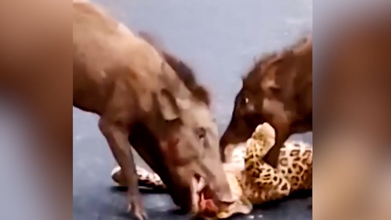 Не на того нарвался - Когда животные выбрали НЕ ТОГО противника! смотреть онлайн