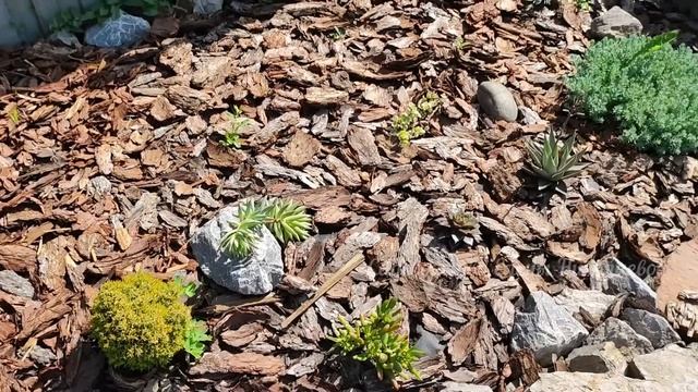 1 УДОБРЕНИЕ ДЛЯ ВСЕГО И ОТ ВСЕХ НЕДУГ!Эта ПОДКОРМКА ВОСТАНОВИТ томат, перец, баклажаны, капусту, лу смотреть онлайн