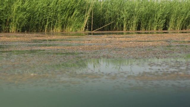 Ловля змееголова. Атака смотреть онлайн