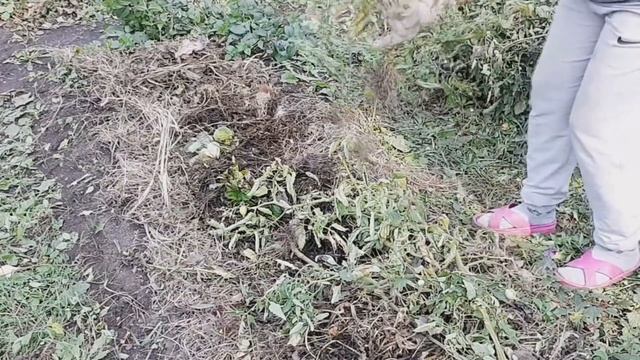 КУДА девать ГОРЫ ботвы после сбора урожая И ЧТО с ней делать? смотреть онлайн