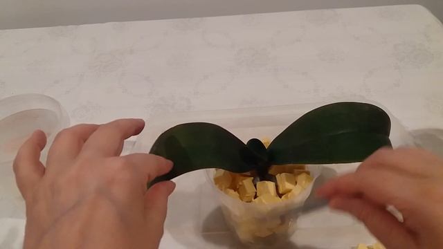 Как я сажаю в пеноплекс орхидею фаленопсис Polka Dots после реанимации. смотреть онлайн