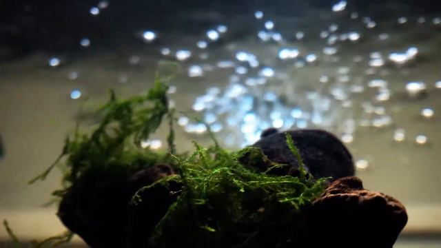 Chillquarium III Thoughts Paint The Sky Edition смотреть онлайн