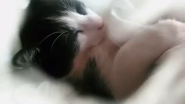 A photo of my cat Leo . Фото моего кота Лео . смотреть онлайн