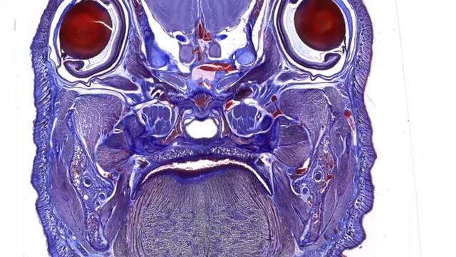 JALA & JBS Art of Science Contest смотреть онлайн