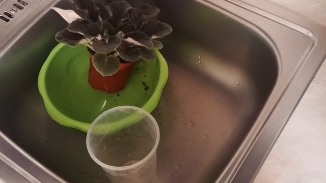 КАК ПОЛИВАТЬ ФИАЛКУ ПРАВИЛЬНО? мой опыт! смотреть онлайн