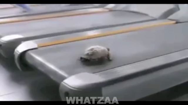 Turtle on a treadmill смотреть онлайн