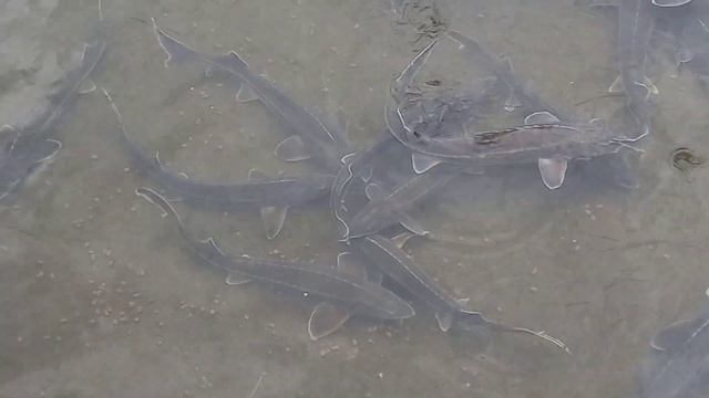 разведение осетра и стерляди в садках, изготовление садков смотреть онлайн