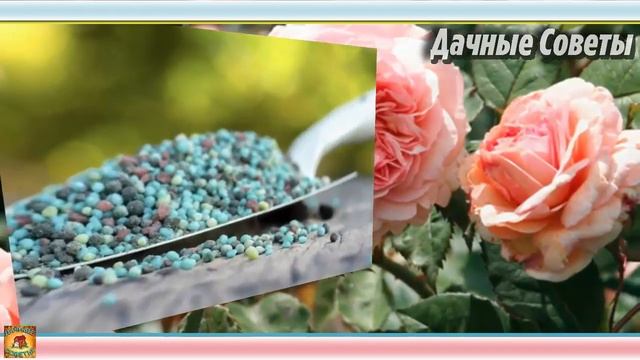 ОБЯЗАТЕЛЬНО проведите эти мероприятия С РОЗАМИ ОСЕНЬЮ Подготовка роз к зиме Цветоводам НА ЗАМЕТК смотреть онлайн