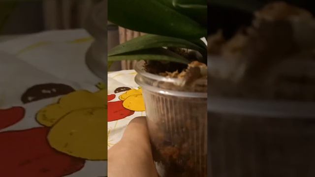 Полейте этим орхидею . 100% . Корни начнут расти целыми пучками ! смотреть онлайн
