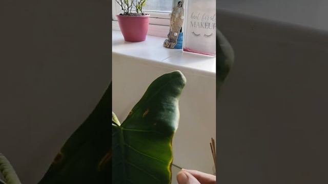Jay's Jungle 🌿💚 Alocasia Zebrina 💚 update 🌱 смотреть онлайн