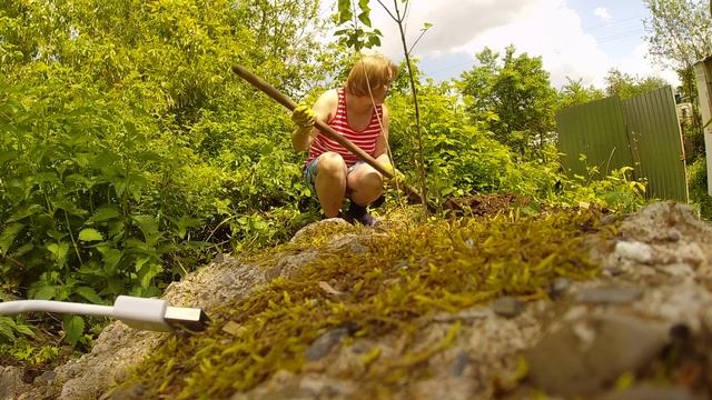 КЛИМАТИС ПОЧТИ РАСЦВЕЛ, ОБЗОР НА ПЕРЧАТКИ, ДАЧА ИЮНЬ 2020 смотреть онлайн