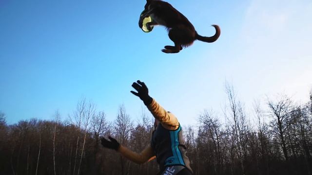 DOG FRISBEE border collies смотреть онлайн