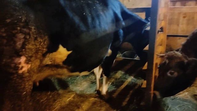 Почему у меня обосраные коровы!#short #рек #топ #рекомендации #корова #фермер #деревня #хочуврек смотреть онлайн