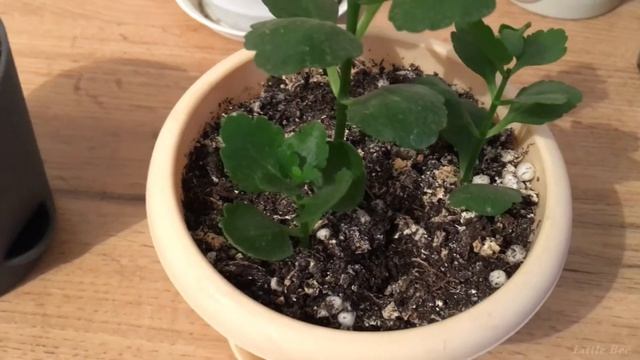 КАЛАНХОЕ. Результаты размножения листом и черенком. НЕ ЦВЕТЕТ! смотреть онлайн