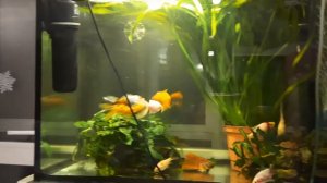 Первый нерест комет в аквариуме