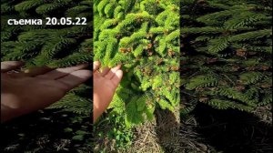 Выбираем хвойные растения для сада | Тенелюбивая карликовая ель Нидиформис / Nidiformis