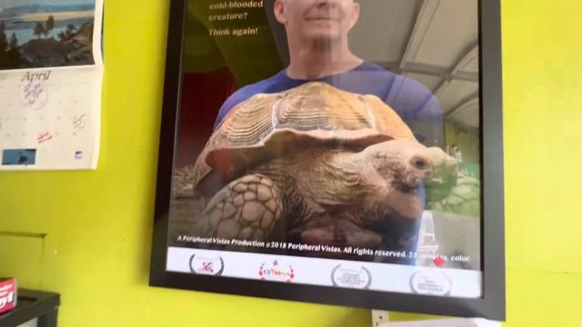 Baby Red Foots & 29 of ShuGurl’s kidz eat’in & Thriv’in at Tortoiseland ?❤️??️ смотреть онлайн