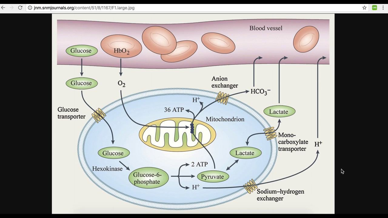 Cyclometry: energy for muscle contraction смотреть онлайн