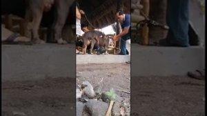 Bully Dog Shooting