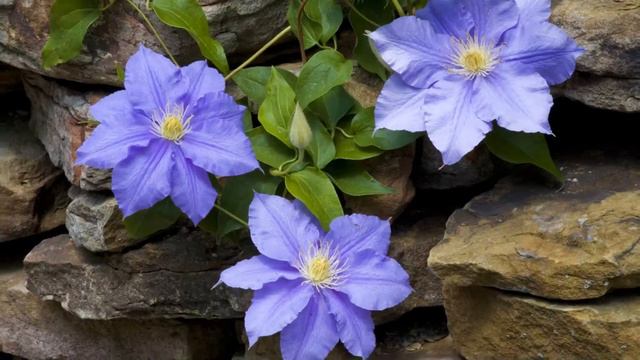 КЛЕМАТИСЫ смотреть онлайн