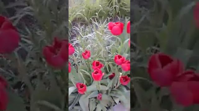мои цветы ,тюльпаны ,розы ... садоводство ////огород смотреть онлайн