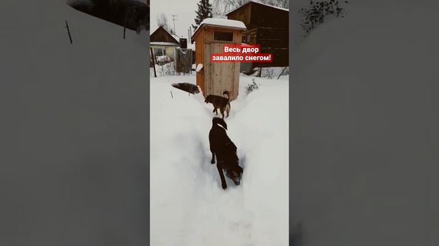 Новосибирск завалило снегом! Собаки очень рады этому! смотреть онлайн
