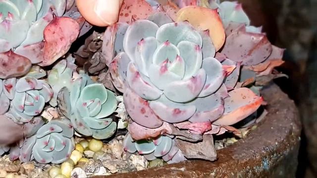 다육 마른잎 떼내는 희열 + 힐링ASMR смотреть онлайн