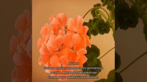 Неприхотливые комнатные растения, цветущие круглый год