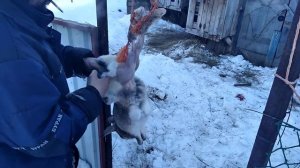 как быстро зарезать и разделить кролика