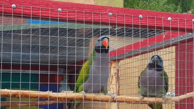 Китайский кольчатый попугай кормит подружку смотреть онлайн