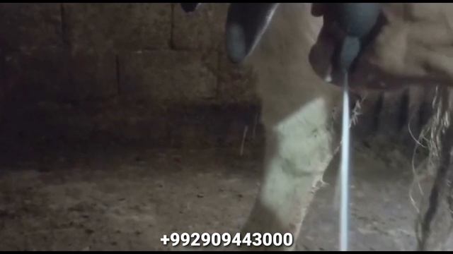 Панҷ сар Гови Гусоладори Зоти ва Маҳалли бо доставкаш ҷудо карда бги 17 января 2023 г. смотреть онлайн