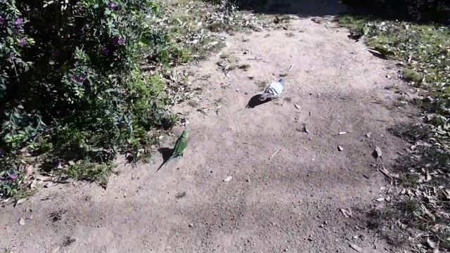 Exploring the Ciutadella Park in Barcelona| Barcelona | Ciutadell Park смотреть онлайн