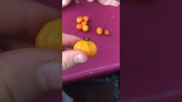 ☘️Питанга🍀