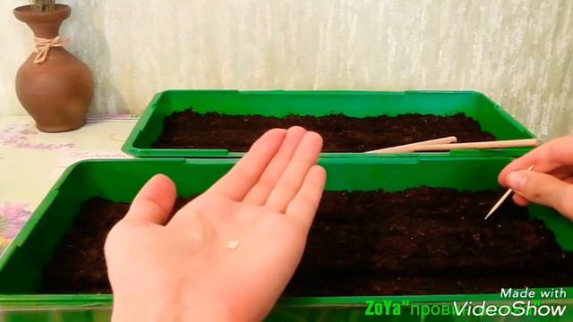 Посев петунии на рассаду. Как и когда сеять?!? (23.02.18) Московская обл. смотреть онлайн